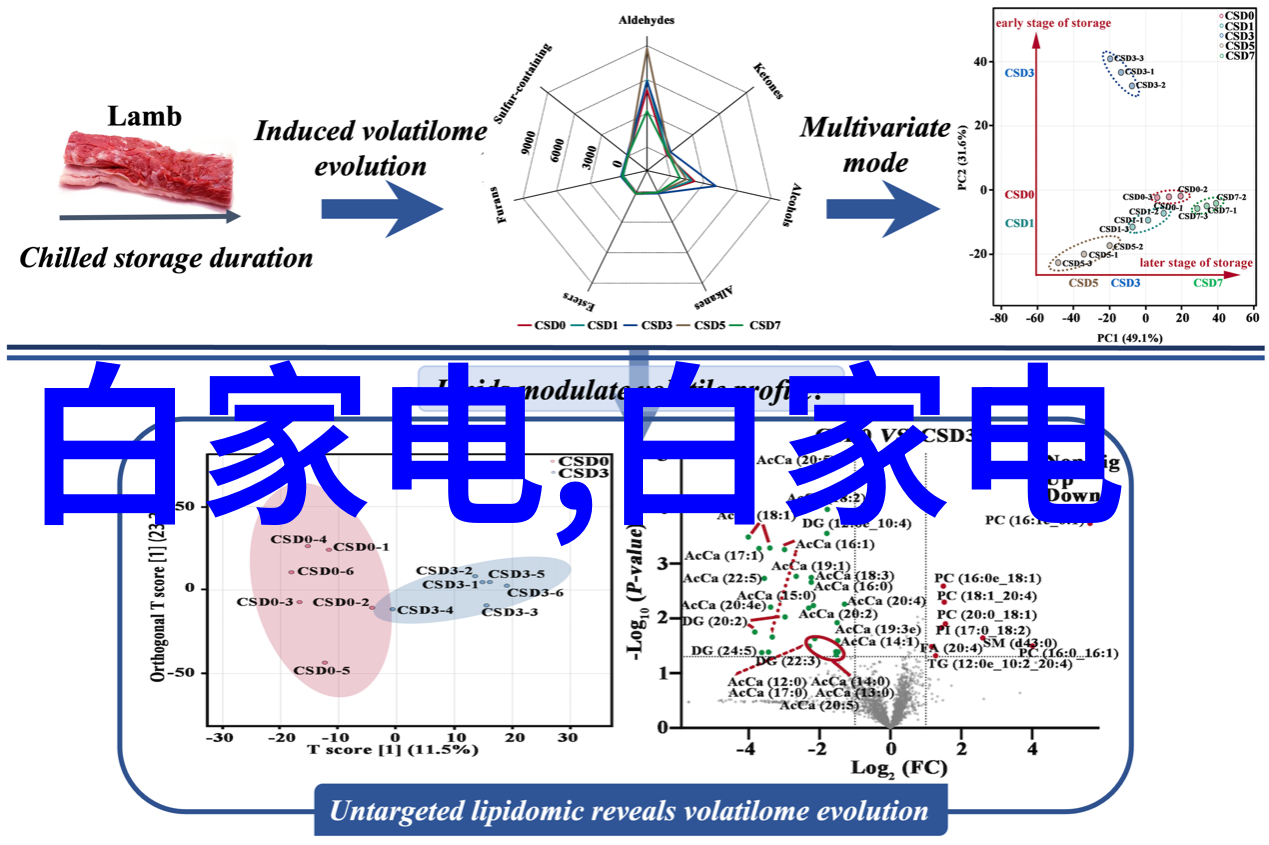 兰花美语绚丽多彩的兰花语言