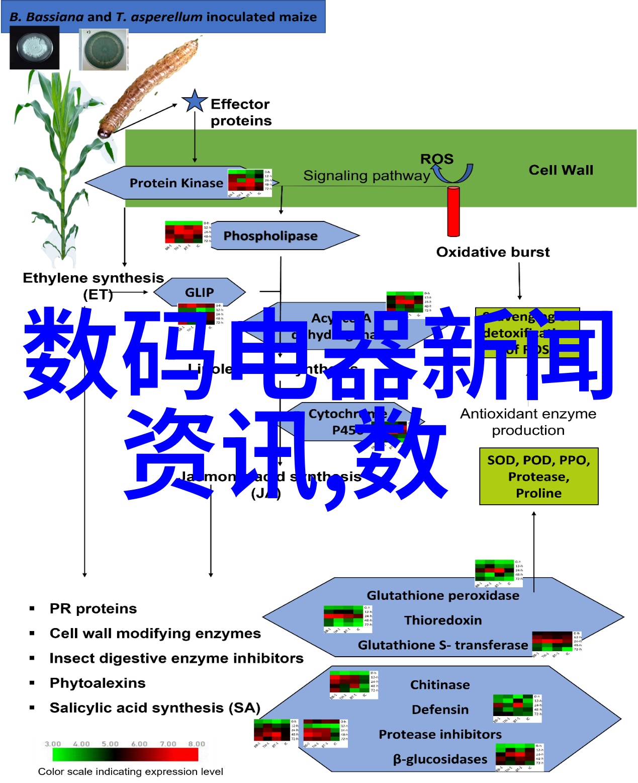 玻璃般的凝视少女的深邃世界