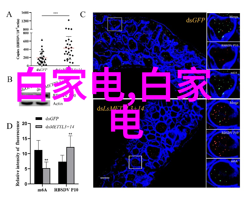 新婚娇妻与黑人大肉的秘密夜晚