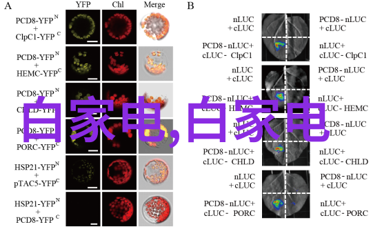 编写高效单位工作报告的技巧与范文实例