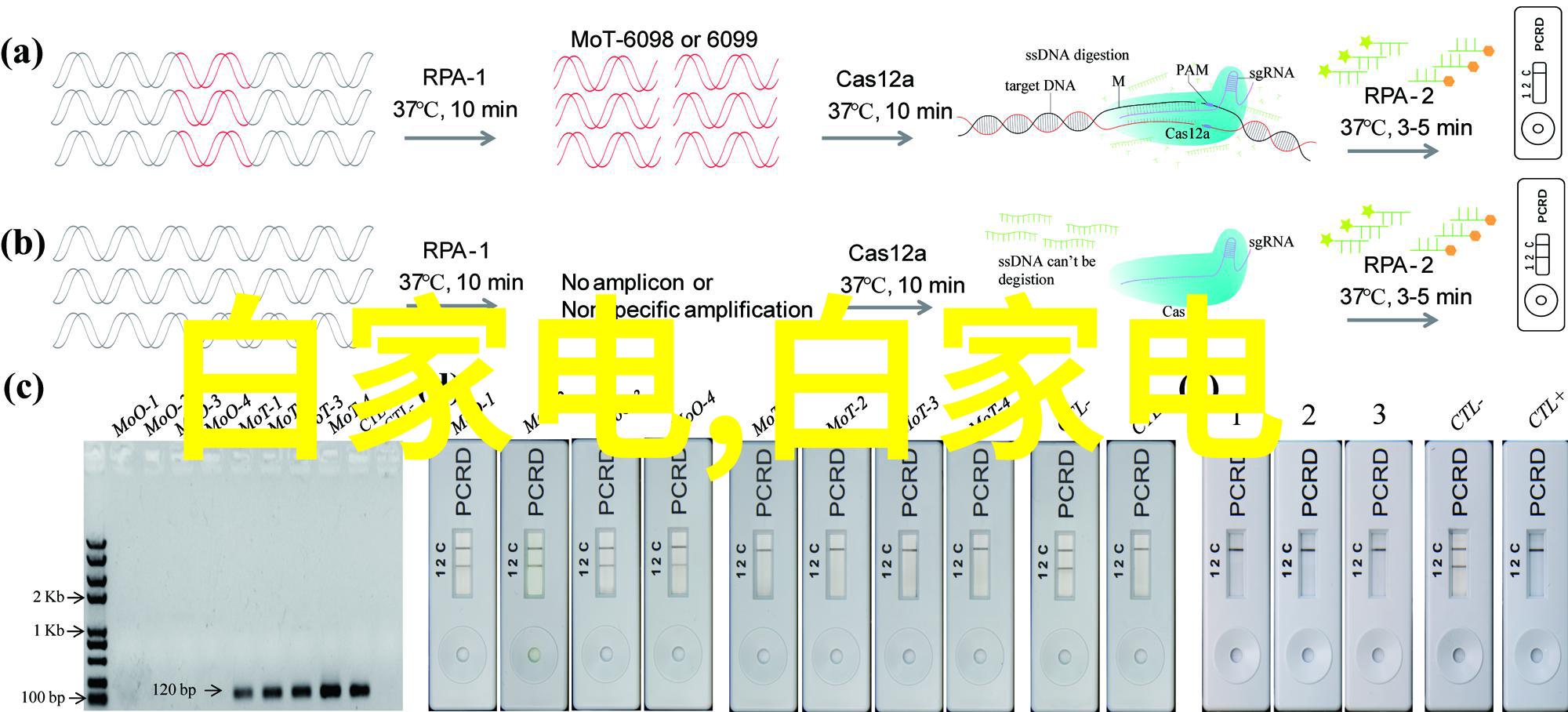 爱科特拒绝北美公司12年直到2020年被招安至中国三大批发市场之巅